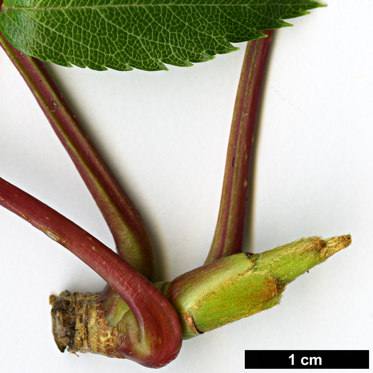 High resolution image: Family: Rosaceae - Genus: Sorbus - Taxon: commixta - SpeciesSub: var. rufoferruginea